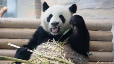 Photo of foto, video | Ai văzut vreodată cum arată puii de panda nou-născuți? La Berlin, o femelă a adus pe lume doi ursuleți