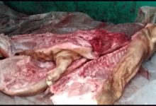 Photo of video | O tonă de carne de porc fără acte urma să ajungă pe piețele din nordul țării: Era transportată în condiții antisanitare