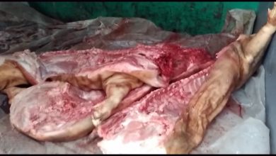 Photo of video | O tonă de carne de porc fără acte urma să ajungă pe piețele din nordul țării: Era transportată în condiții antisanitare