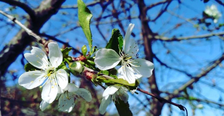 Photo of foto | Se întoarce primăvara? Și la Rîșcani copacii s-au lăsat păcăliți de soare, au făcut muguri și au înflorit