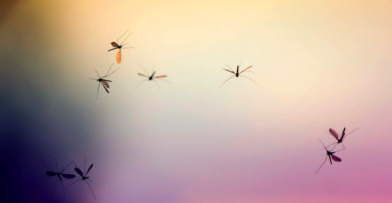 Photo of Primul caz de infectare cu virusul West Nile în Moldova, confirmat. Victima – un locuitor vârstic din Cahul