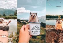 Photo of foto | Micul ghimp cu peste 1,5 milioane de followeri pe Instagram. Un arici, vedetă datorită zâmbetului său irezistibil