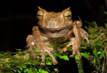 Photo of foto | Are ochi aurii și cornițe: O specie de broască care era considerată dispărută, găsită în junglă după 10 ani