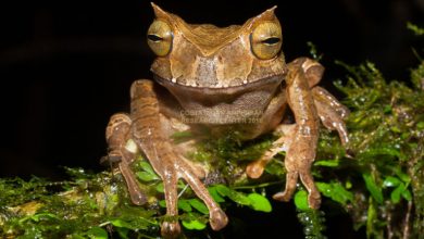 Photo of foto | Are ochi aurii și cornițe: O specie de broască care era considerată dispărută, găsită în junglă după 10 ani