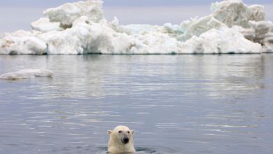 Photo of Topirea ghețarilor Oceanului Artic – pericol pentru întreaga planetă. Cum își propune o echipă de cercetători să înghețe înapoi apele nordice?