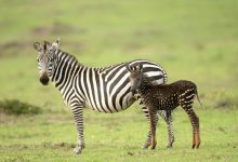 Photo of foto | Albă cu dungi negre sau neagră cu dungi albe? În Africa s-a născut o zebră care nu seamănă nici cu mama, nici cu tata