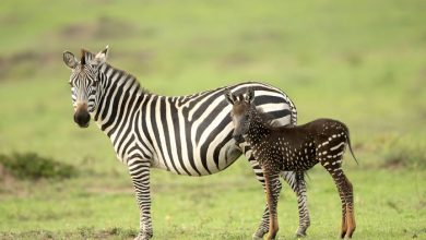 Photo of foto | Albă cu dungi negre sau neagră cu dungi albe? În Africa s-a născut o zebră care nu seamănă nici cu mama, nici cu tata