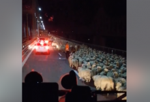 Photo of video | S-a circulat cu „400 de oi pe oră”: Autostrada Soarelui din România, blocată de câteva turme de oi care traversau zona