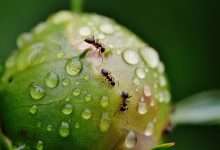 Photo of meteo | Ploile vor răcori pământul în această seară: În țară fost instituit Cod galben de instabilitate atmosferică