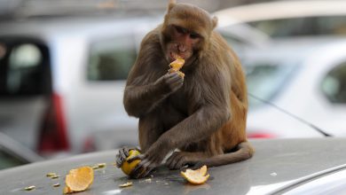 Photo of Jandarmii din București încearcă să prindă o maimuță: „Sper să nu fie într-un lan de ambrozie, să nu-i curgă ochii”