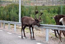 Photo of Voiau să evite un ren: Două blindate s-au ciocnit în Finlanda, iar 15 persoane au fost transportate la spital