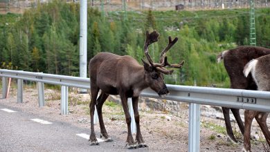 Photo of Voiau să evite un ren: Două blindate s-au ciocnit în Finlanda, iar 15 persoane au fost transportate la spital