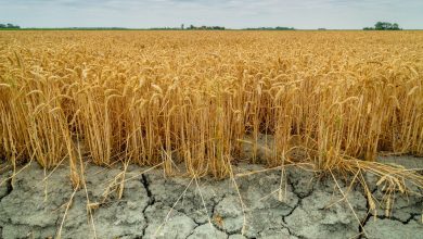 Photo of meteo | Consumați apa rațional. A fost emisă avertizare de secetă hidrologică