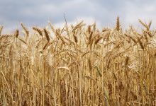 Photo of Încălzirea globală ar putea lăsa Europa fără jumătate din recolta de cereale și legume. Prognozele specialiștilor pentru anul 2050