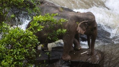 Photo of video | Au încercat să salveze un pui, dar s-au înecat. Șase elefanți, găsiți fără suflare într-o cascadă din Thailanda