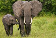 Photo of Ce se întâmplă în lume? Peste 50 de elefanți au murit de foame într-un parc naţional din Zimbabwe