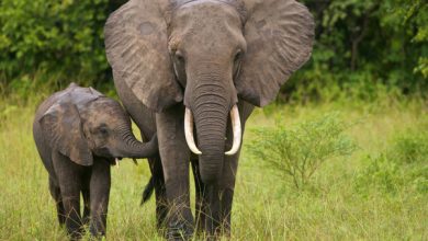 Photo of Ce se întâmplă în lume? Peste 50 de elefanți au murit de foame într-un parc naţional din Zimbabwe