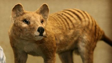 Photo of video | Natura își ia revanșa! Tigrul tasmanian, declarat dispărut cu nouă decenii în urmă, a fost observat din nou