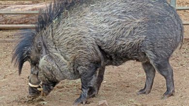 Photo of video | Porcii au fost observați cum folosesc uneltele. Descoperirea făcută la o grădină zoologică din Paris