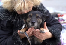 Photo of video | Astăzi sărbătorim Ziua Mondială a Animalelor. Cum am surprins suflețelele din stradă și ce provocare au primit moldovenii?
