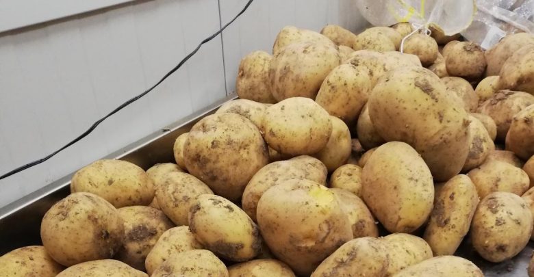 Photo of foto | 20 de tone de cartofi aduse din Turcia „au făcut” cale întoarsă. Ce dăunător conțin?