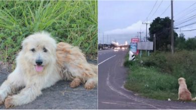 Photo of foto | Povestea emoționantă a unui câine. Și-a așteptat stăpânii ani de zile în același loc și „a refuzat” fie luat de o altă familie