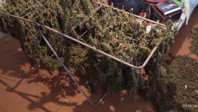 Photo of video | Oamenii legii au anihilat un grup criminal care ar fi transportat droguri în Rusia. Peste 15 kg de marijuană, dar și 50 de plante, ridicate de ofițer