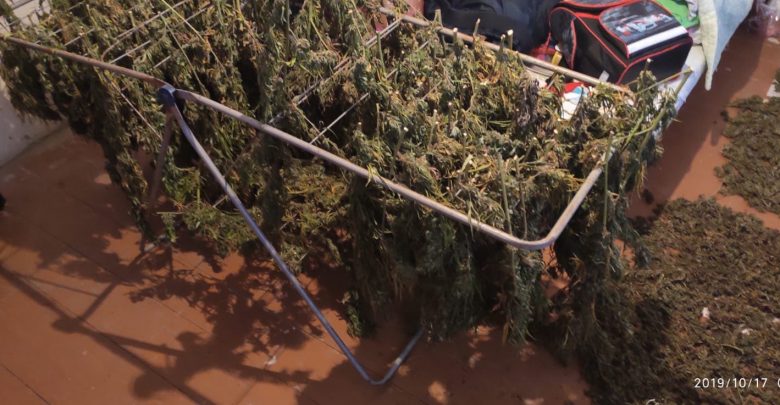Photo of video | Oamenii legii au anihilat un grup criminal care ar fi transportat droguri în Rusia. Peste 15 kg de marijuană, dar și 50 de plante, ridicate de ofițer