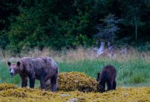 Photo of foto | Sleiți de foame și slăbiți: Un fotograf canadian a surprins imagini îngrijorătoare cu o familie de urși grizzly