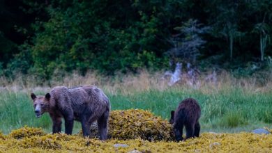 Photo of foto | Sleiți de foame și slăbiți: Un fotograf canadian a surprins imagini îngrijorătoare cu o familie de urși grizzly