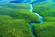 Photo of „Plămânii” Terrei se sufocă: Pădurea amazoniană produce mai mult dioxid de carbon decât absoarbe
