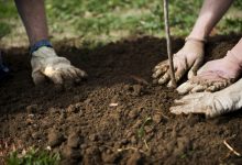 Photo of Vrei ca Chișinăul să fie mai verde și cu aer curat? Primăria te invită să participi la sădirea mai multor arbori lângă râul Bâc