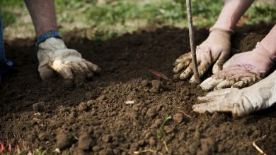 Photo of Vrei ca Chișinăul să fie mai verde și cu aer curat? Primăria te invită să participi la sădirea mai multor arbori lângă râul Bâc