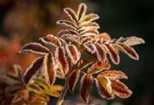 Photo of meteo | Toamna „își arată dinții”: Meteorologii au emis Cod galben de îngheț în toată țara