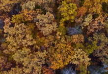 Photo of video | Copacii au îmbrăcat straie colorate, iar frunzele îngălbenite dansează hora în Codri. Cum arată toamnele în Moldova de la înălțimea zborului de pasăre?