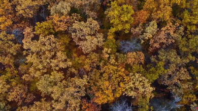 Photo of video | Copacii au îmbrăcat straie colorate, iar frunzele îngălbenite dansează hora în Codri. Cum arată toamnele în Moldova de la înălțimea zborului de pasăre?