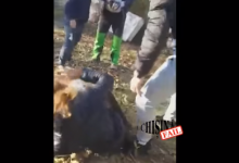 Photo of Poliția vine cu precizări referitoare la minora bătută la Călărași. Adolescenta va primi consiliere psihologică