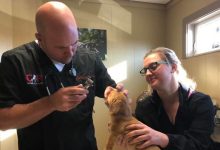 Photo of foto | Miracolele nu au explicaţii ştiinţifice! Vezi cum arată un „câine-unicorn” care a ajuns vedeta pe internet