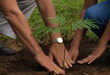 Photo of La primăvară orașul va fi mai verde. În sectorul Ciocana se plantează astăzi 2500 de puieți