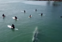 Photo of video | Imagini înfricoșătoare în California. Momentul în care o balenă uriașă înoată lângă un grup de surferi