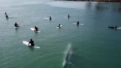 Photo of video | Imagini înfricoșătoare în California. Momentul în care o balenă uriașă înoată lângă un grup de surferi