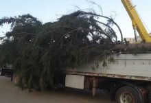 Photo of video | „Mirosul” sărbătorilor de iarnă a ajuns și la Soroca. În centrul orașului a început instalarea bradului de Crăciun