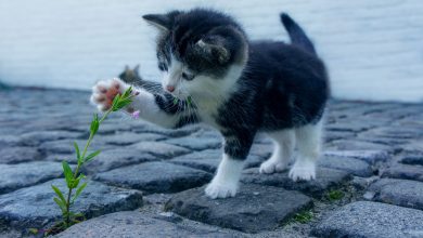 Photo of De ce pisicile clipesc lent și preferă să se așeze în cutii? Cinci gesturi ale felinelor, explicate de specialiști