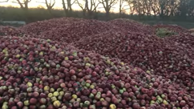 Photo of video |  Și Moldova are munți… de mere care „zăbovesc” în livezi. Cu cât sunt nevoiți agricultorii să vândă tonele de fructe?