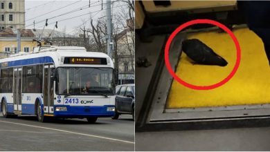 Photo of foto | Și păsărilor le place să se plimbe cu troleibuzul. Un porumbel, surprins în salonul unui vehicul din capitală