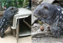 Photo of foto, video | Are înălțimea de aproximativ 80 de cm și cântărește circa 15 kilograme. Cum arată Pacarana, una dintre cele mai mari rozătoare din lume?