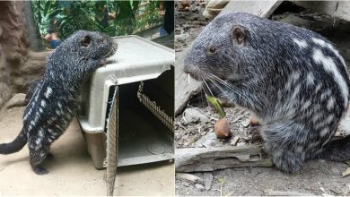 Photo of foto, video | Are înălțimea de aproximativ 80 de cm și cântărește circa 15 kilograme. Cum arată Pacarana, una dintre cele mai mari rozătoare din lume?