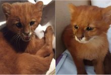 Photo of video | A vrut să adopte o pisică din stradă, dar s-a trezit cu o pumă acasă. Cazul unei tinere din Argentina