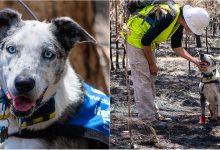 Photo of foto | Un câine-erou a fost înrolat pentru a salva animăluțele koala care au supraviețuit incendiilor din Australia