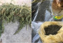 Photo of video | Au pornit să caute obiecte furate, însă au mai găsit ceva. Plante de cânepă, depistate în casa unui bărbat din Strășeni